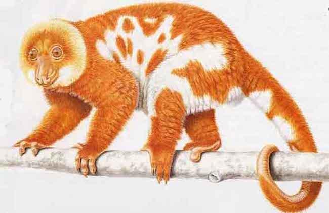 spotted-cuscus.jpg