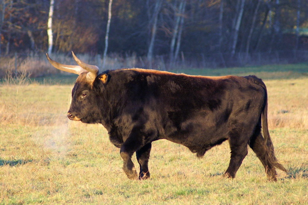 Heck_cattle_bull